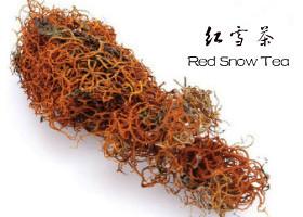 Wild Tibetan Lethariella Cladonioides/Red Snow Tea